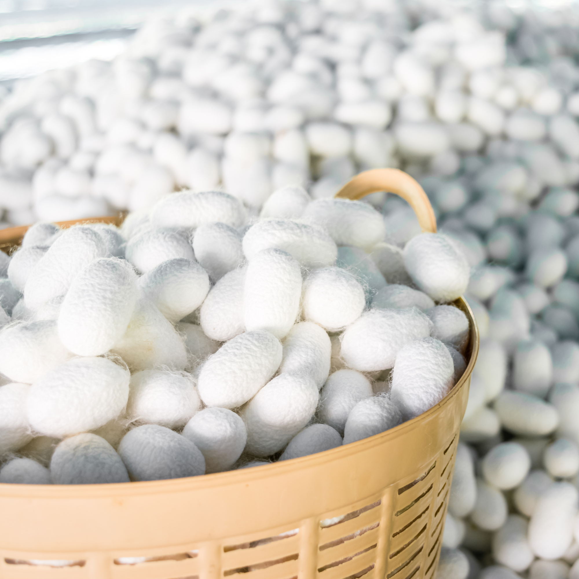 Silkworm Cocoons